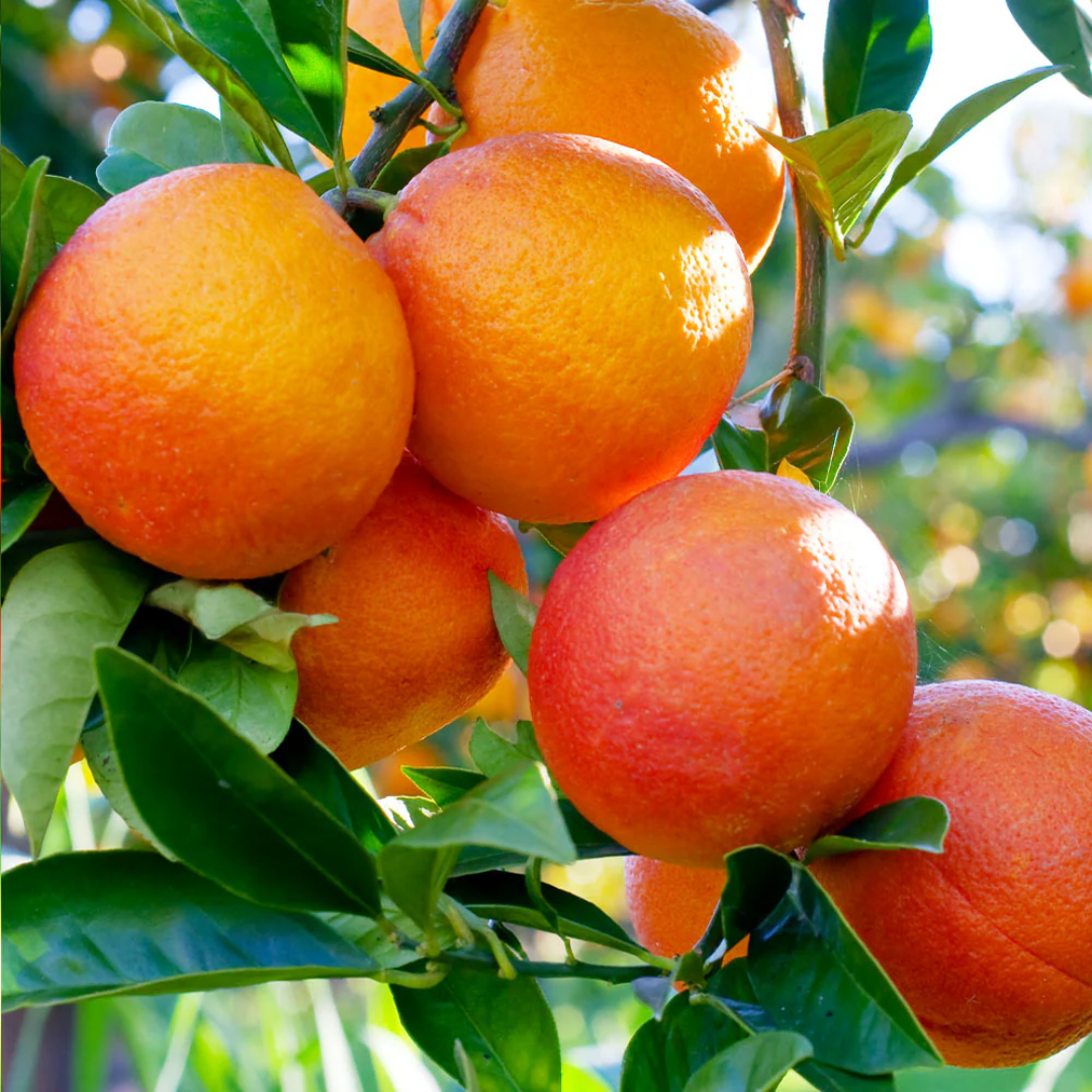 Citrus Orange - Blood Red Orange - Hybrid Fruit Plant