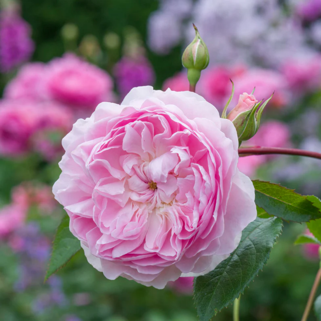 Rose - Pink Blush 2 - Hybrid Flower Plant