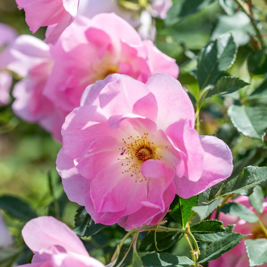 Rose - Pink Blush - Hybrid Flower Plant