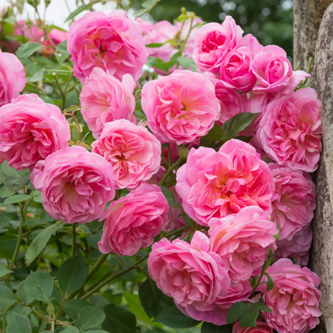 Rose - Pink Multi - Hybrid Flower Plant