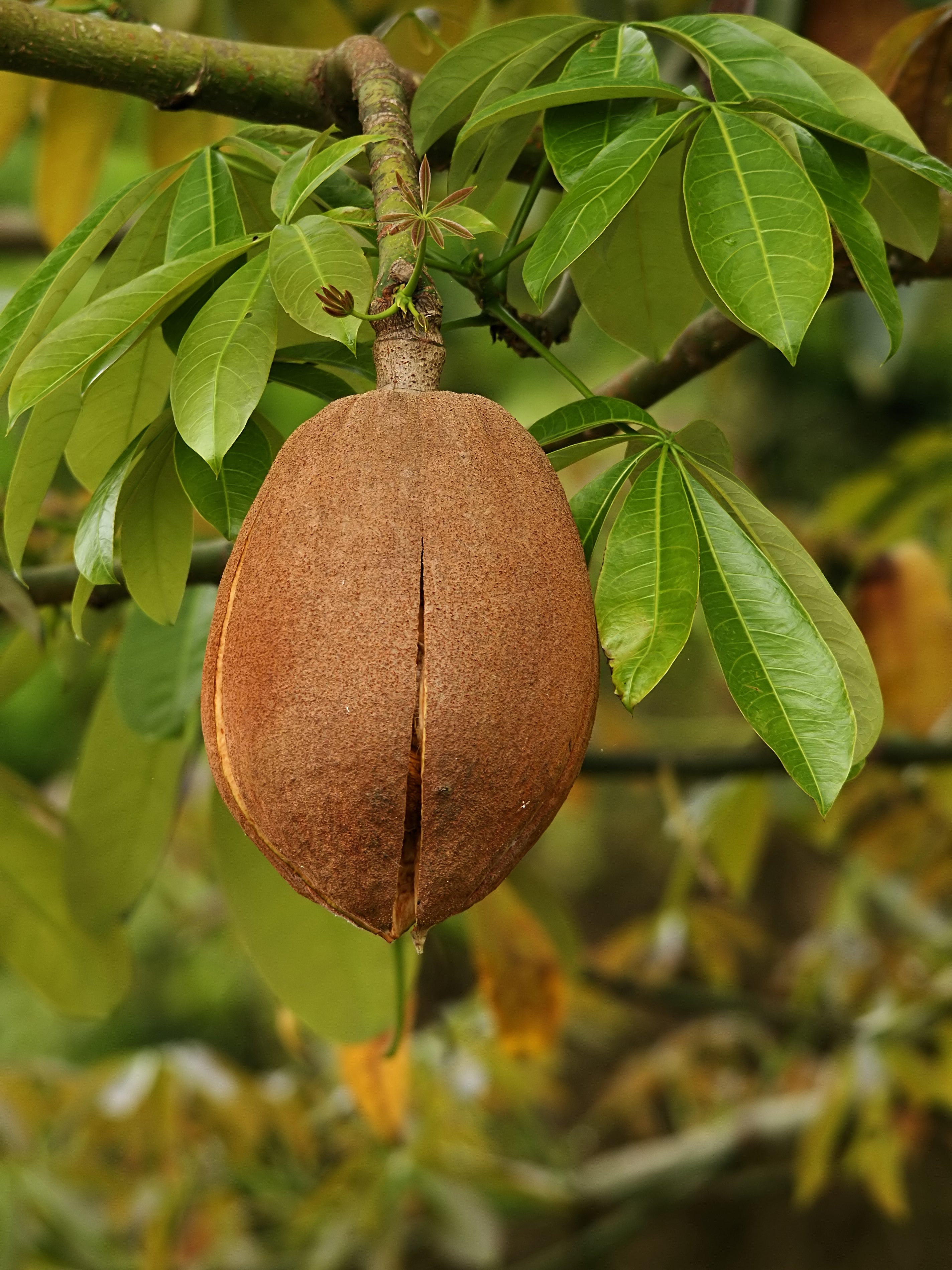 Malabar Chestnut (Pachira Aquatica) Fruit Plant