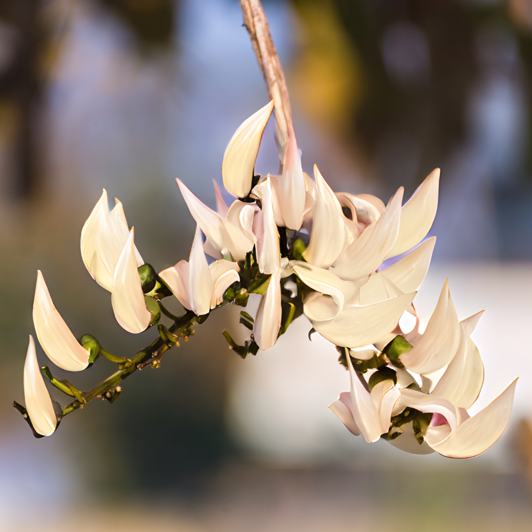 Palash - White - 10 Tree Seeds