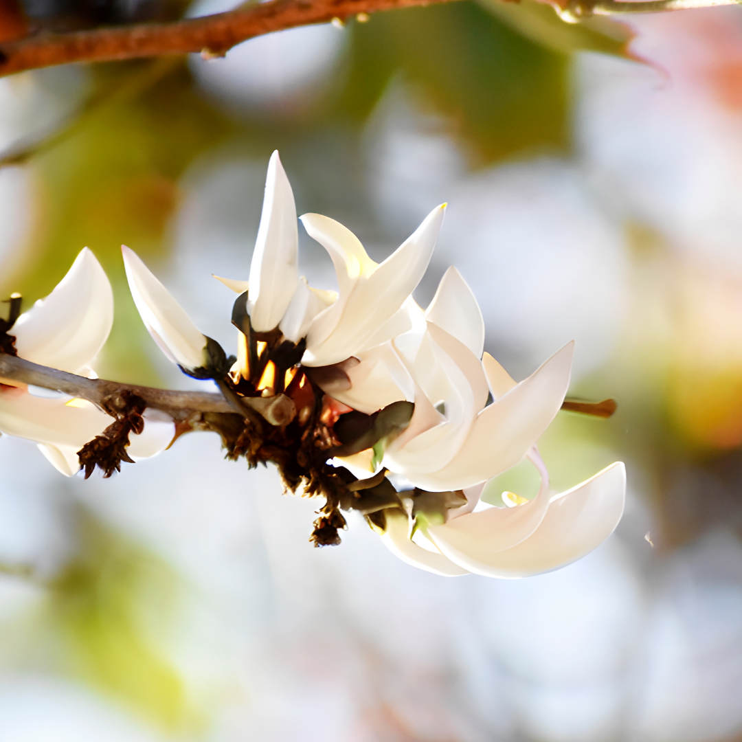 Palash - White - 10 Tree Seeds