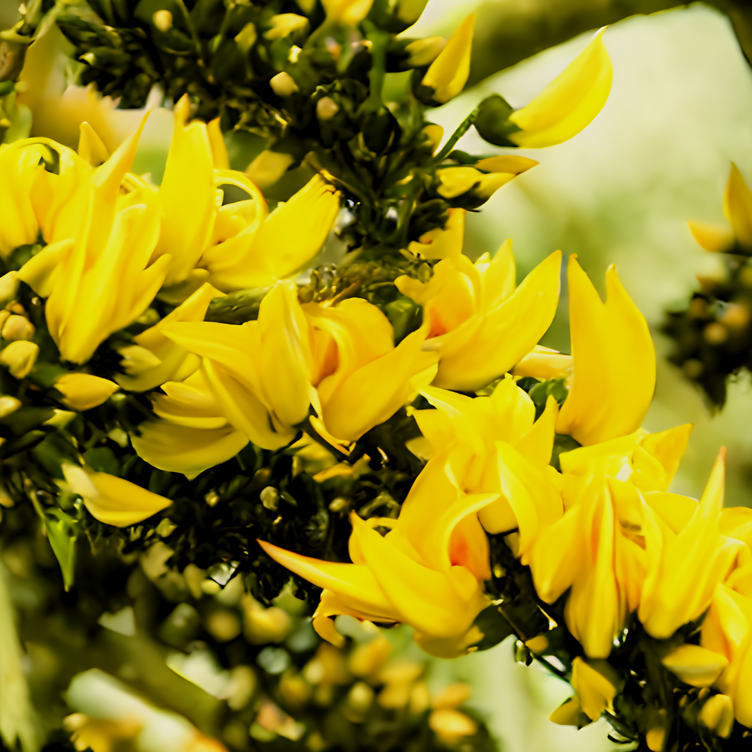 Palash - Yellow - 10 Tree Seeds