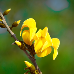 Palash - Yellow - 10 Tree Seeds
