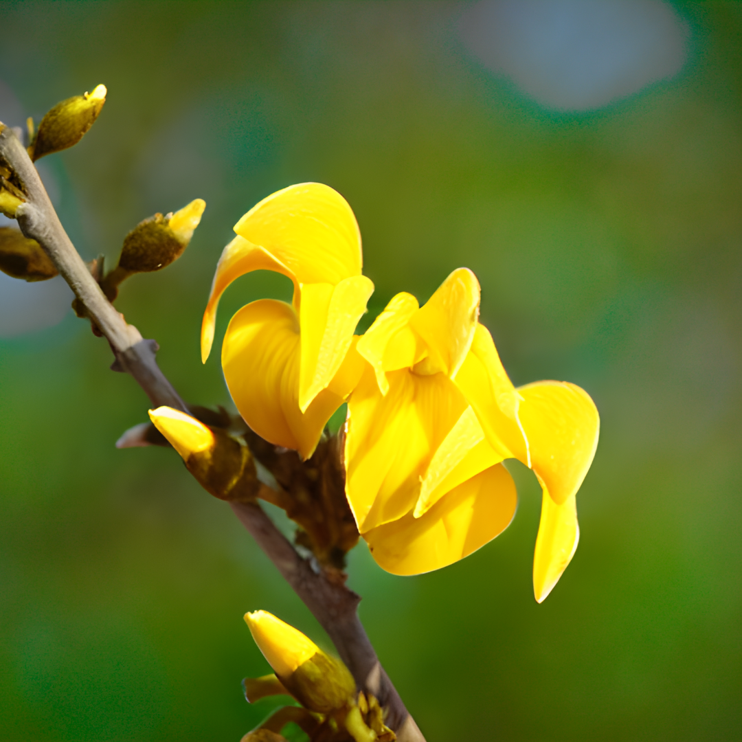 Palash - Yellow - 10 Tree Seeds