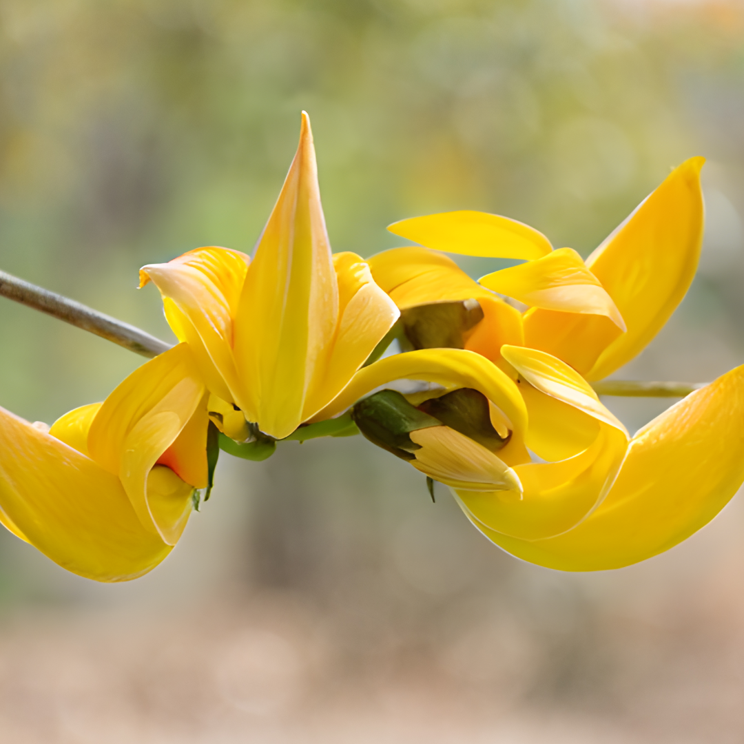 Palash - Yellow - 10 Tree Seeds