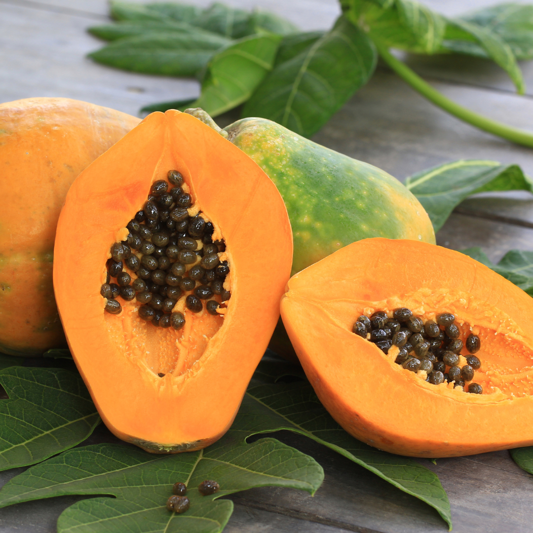 Papaya - Coorg Honey Dew - Hybrid Fruit Plant