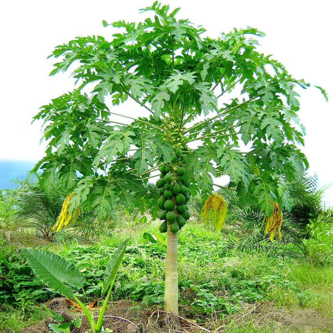 Papaya - Coorg Honey Dew - Hybrid Fruit Plant