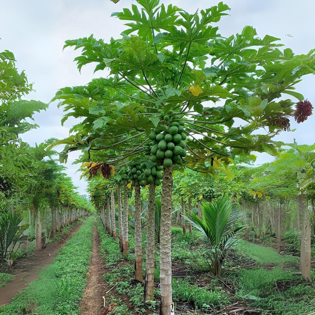 Papaya - Coorg Honey Dew - Hybrid Fruit Plant