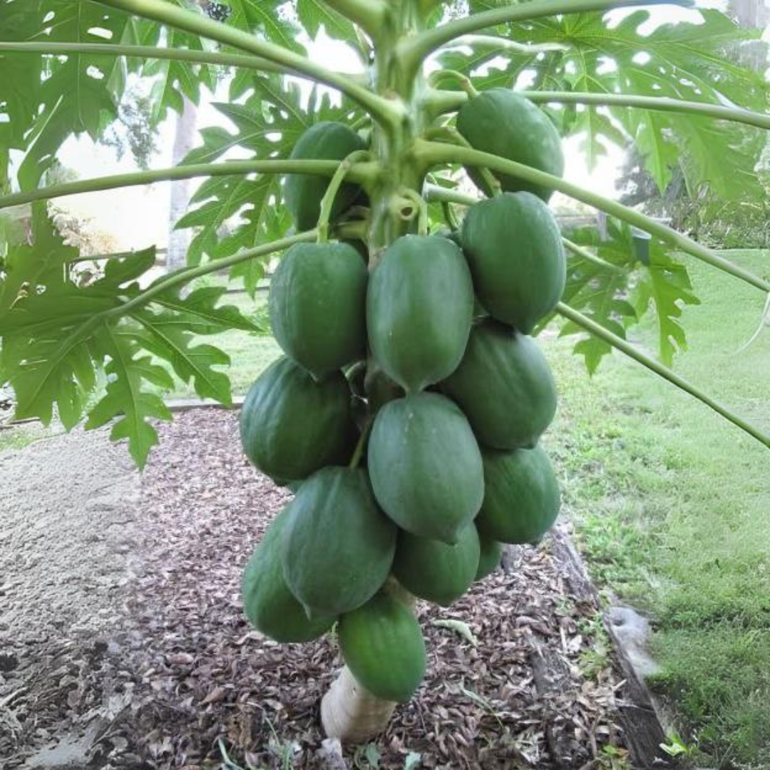 Papaya - Dwarf Papaya - Hybrid Fruit Plant