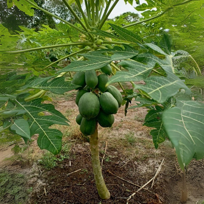 Papaya - Dwarf Papaya - Hybrid Fruit Plant