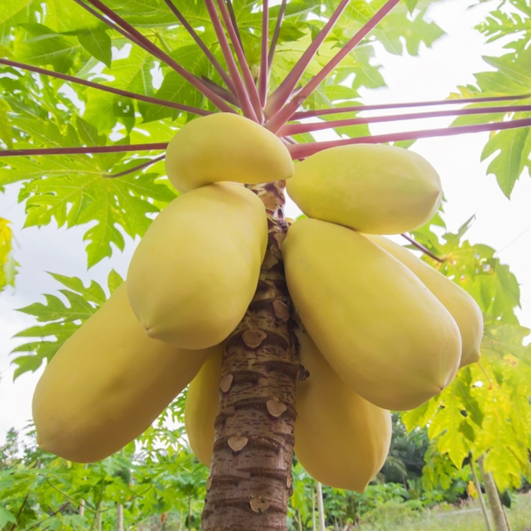 Papaya - Golden - Hybrid Fruit Plant