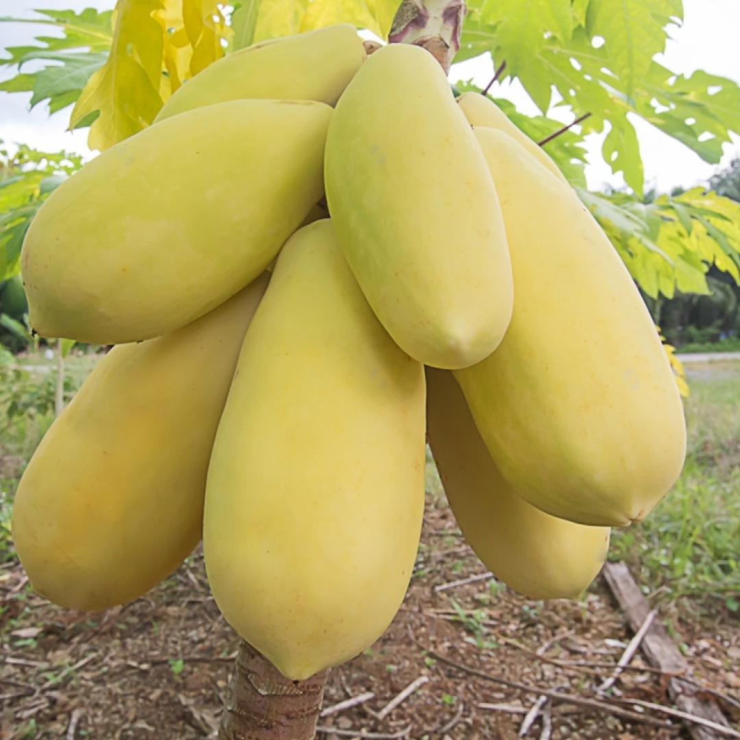 Papaya - Golden - Hybrid Fruit Plant