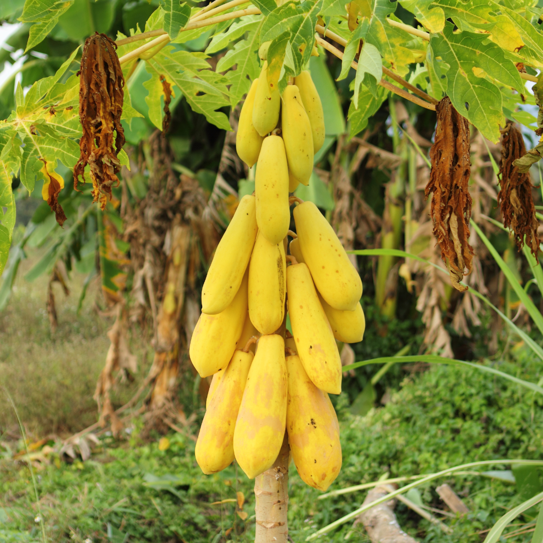 Papaya - Golden Long - Hybrid Fruit Plant