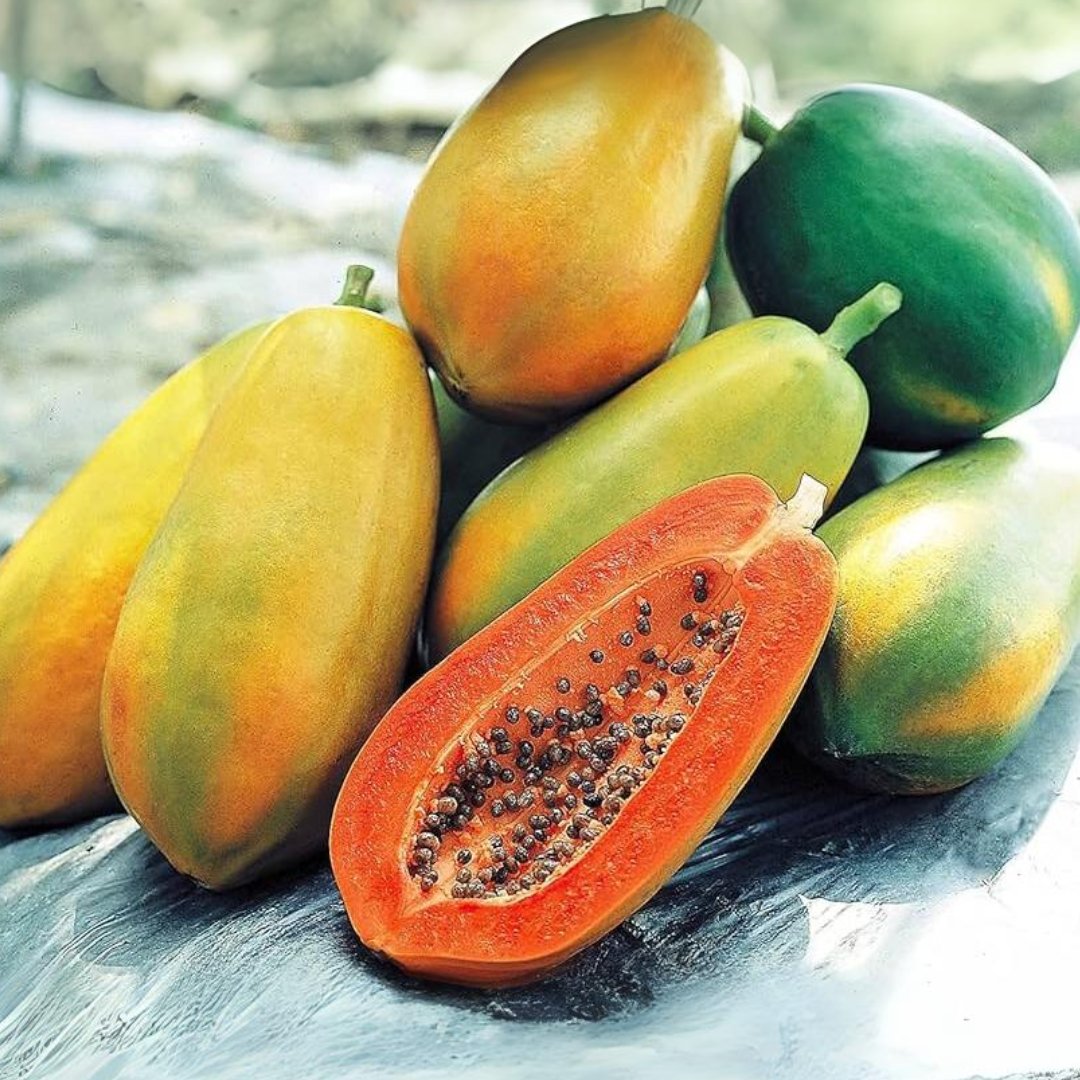 Papaya - Taiwan Red Lady - Hybrid Fruit Plant