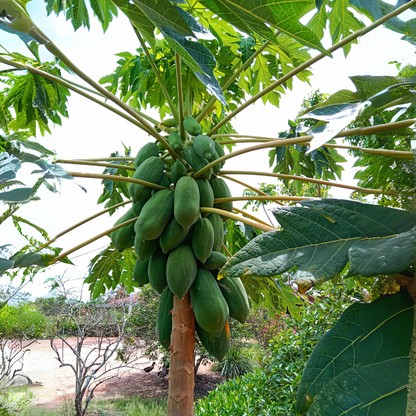 Papaya - Taiwan Red Lady - Hybrid Fruit Plant