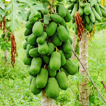 Papaya - Taiwan Red Lady - Hybrid Fruit Plant