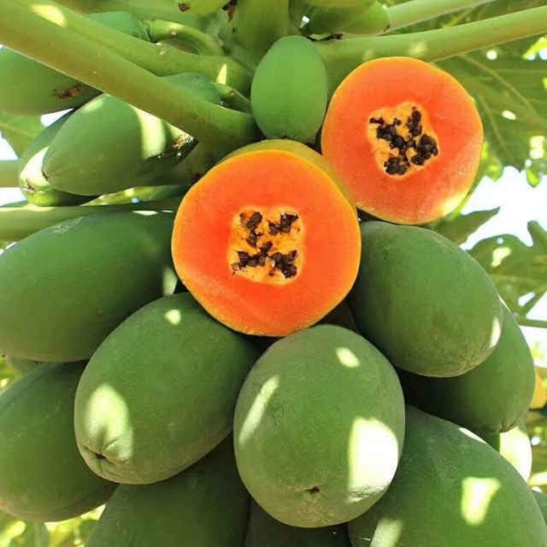 Papaya - TR-Hovey - Hybrid Fruit Plant