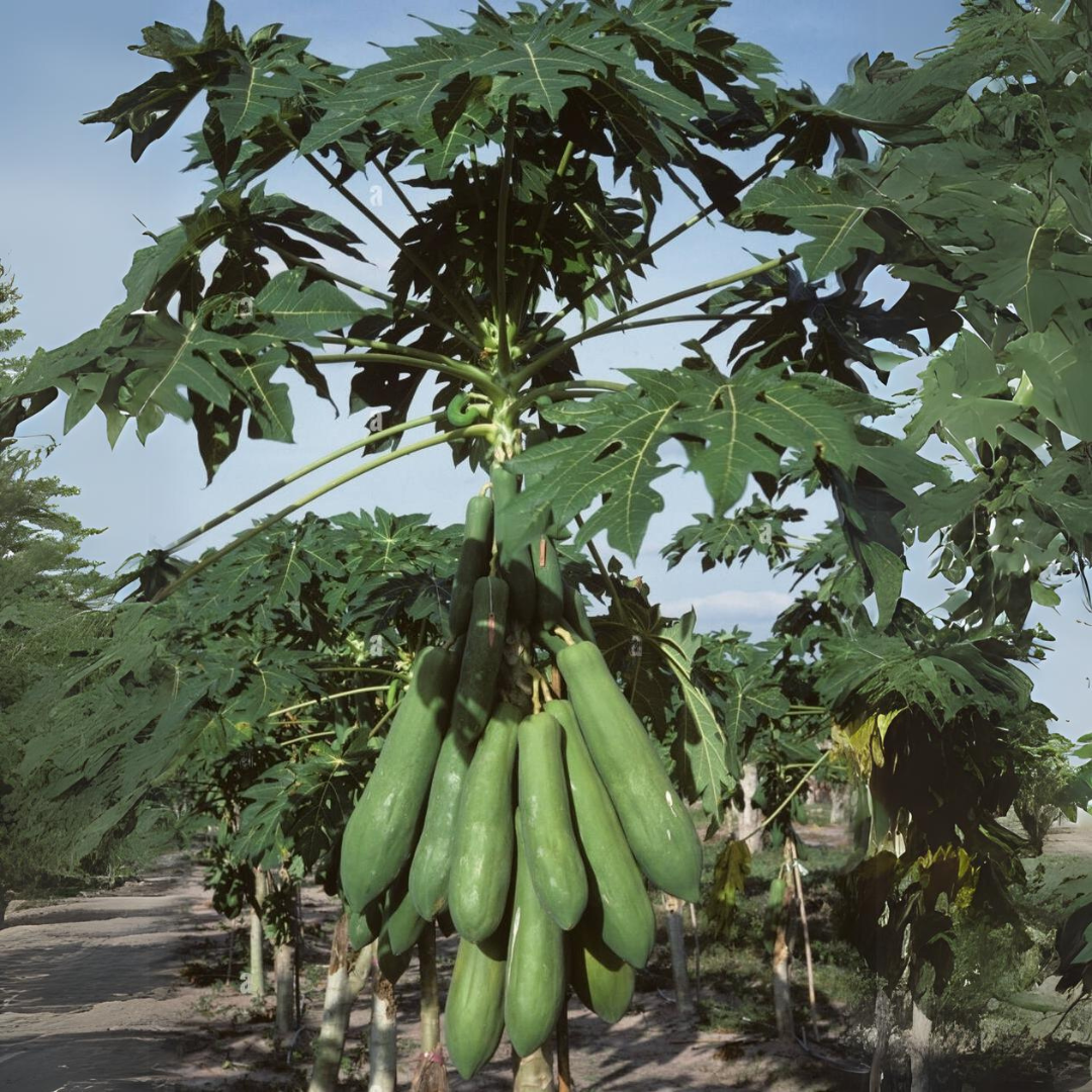 Papaya - Thailand Long - Hybrid Fruit Plant