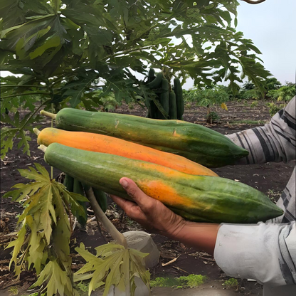 Papaya - Thailand Long - Hybrid Fruit Plant