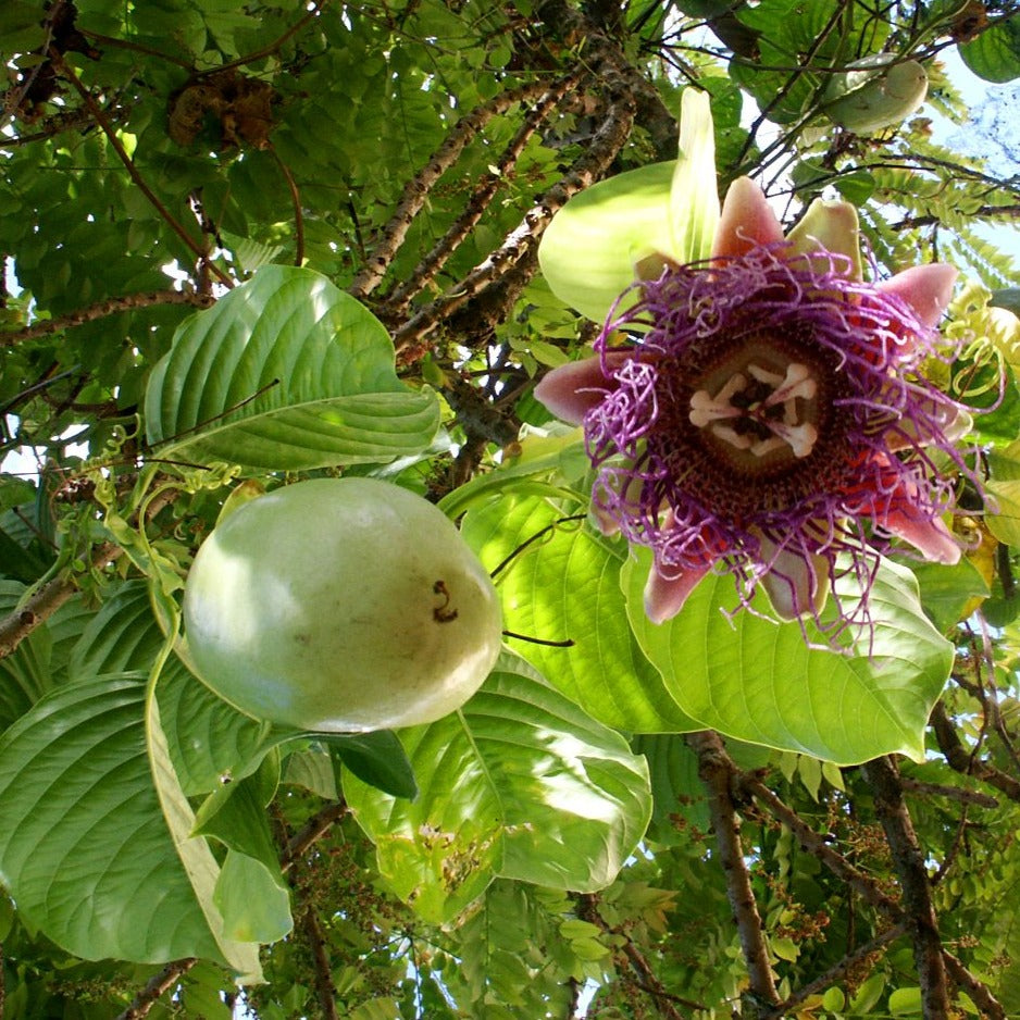 Giant Granadilla ( Aakashavellari ) - Passiflora quadrangularis Fruit Plant