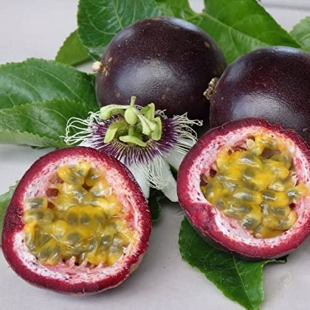 Passionfruit - Black Fruit Plant