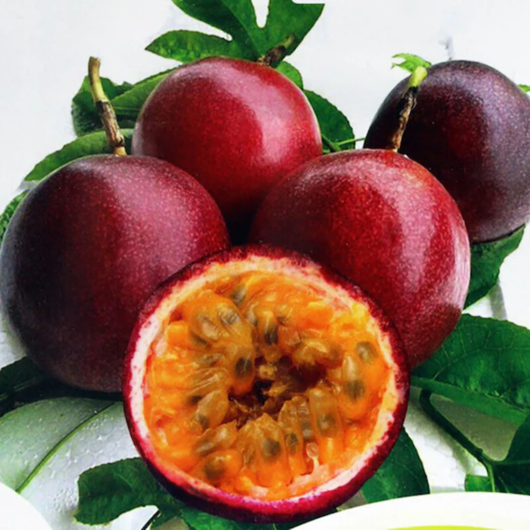 Passionfruit - Giant Red Fruit Plant