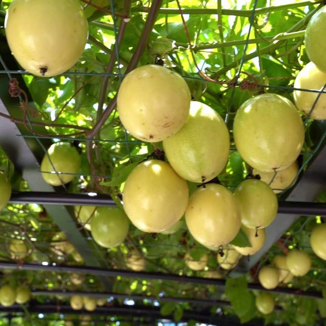 Passionfruit - Giant Yellow Fruit Plant