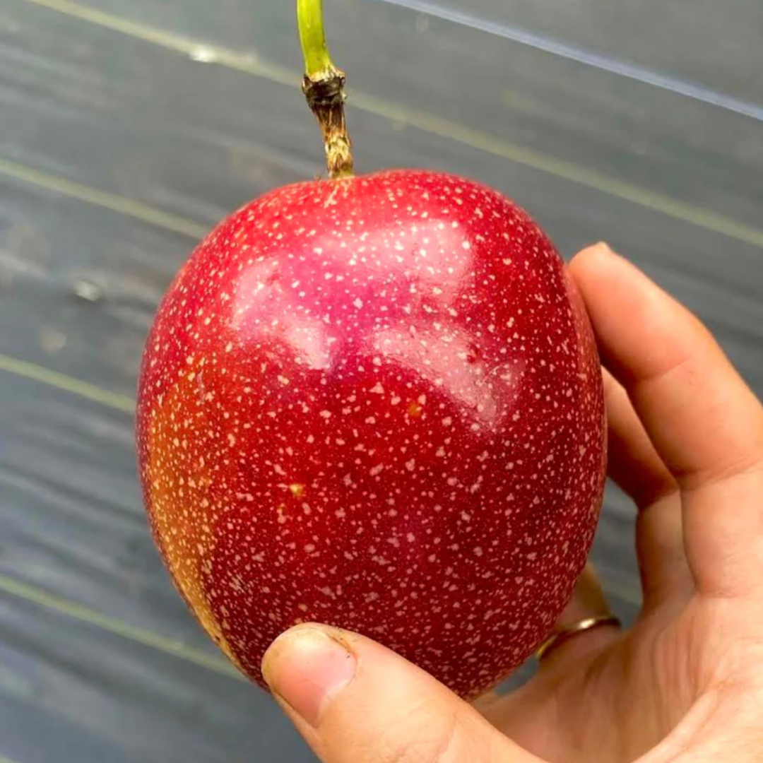 Passionfruit - Indonesian Red Fruit Plant