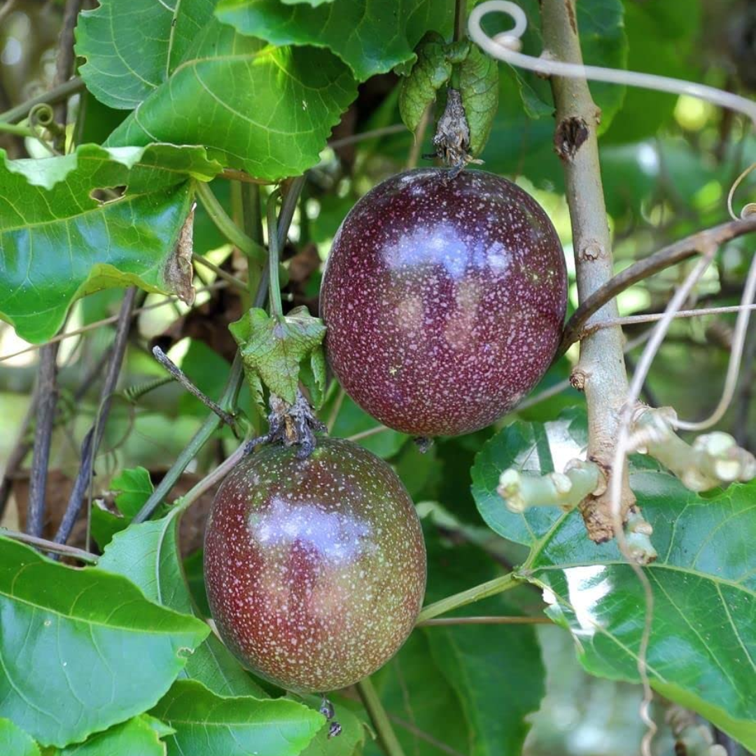 Passionfruit - Kavery Fruit Plant