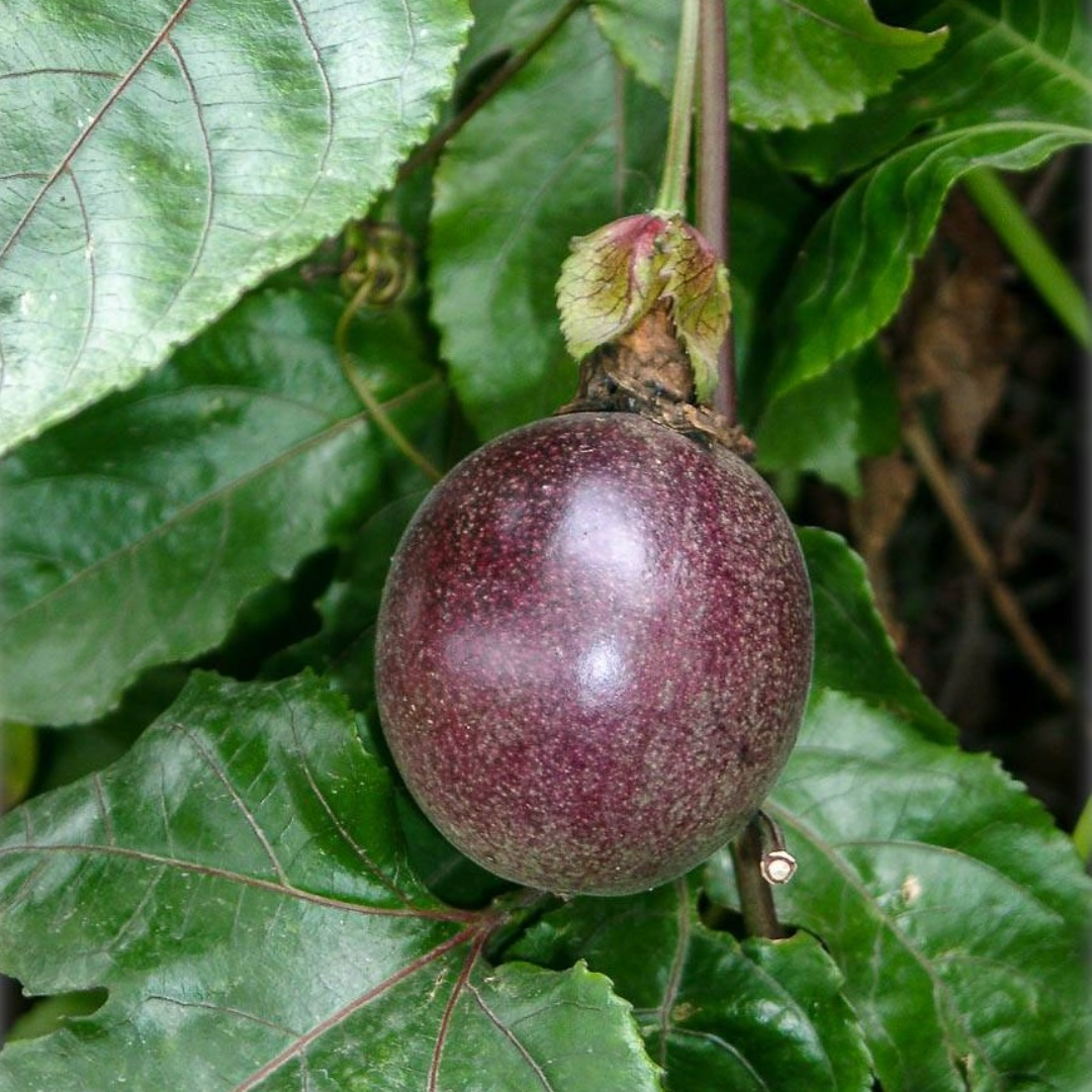 Passionfruit - Kavery Fruit Plant