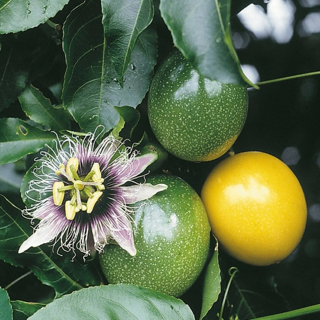 Passionfruit - Panama Gold Fruit Plant