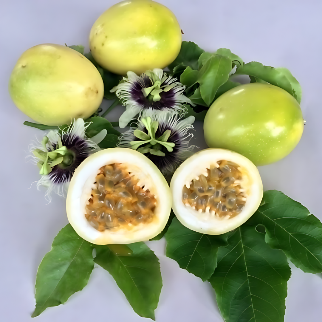 Passionfruit - Panama Sweet Gold Fruit Plant