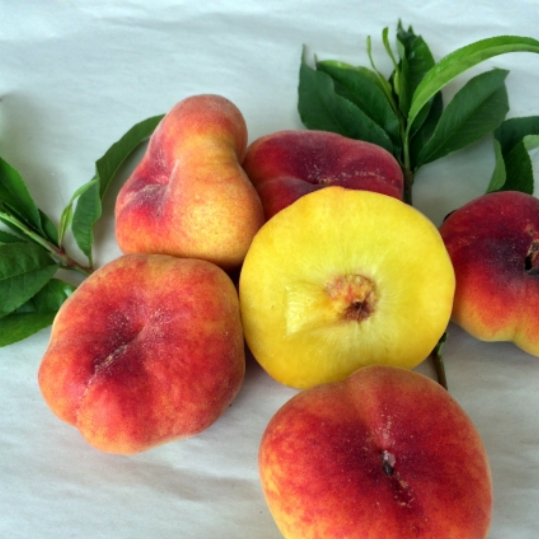 Peach - Angel Subtropical - 5 Fruit Seeds