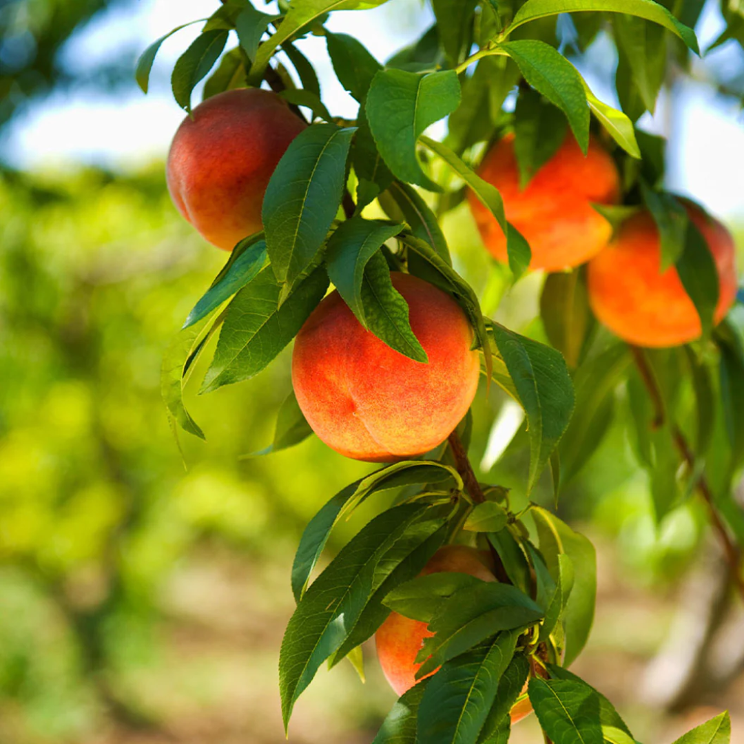 Peach - Harvester - 5 Fruit Seeds