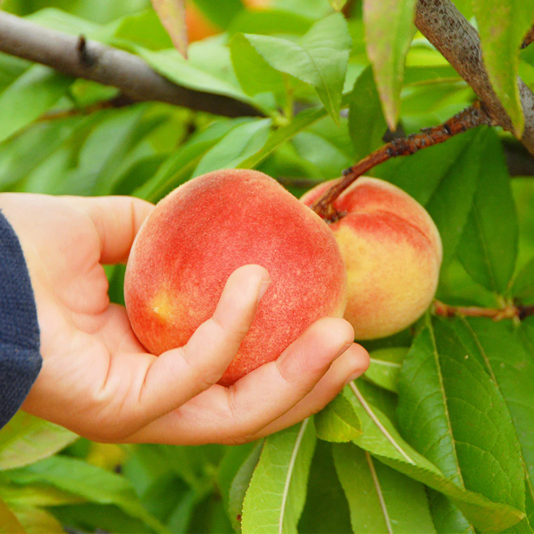 Peach - June Gold - 5 Fruit Seeds