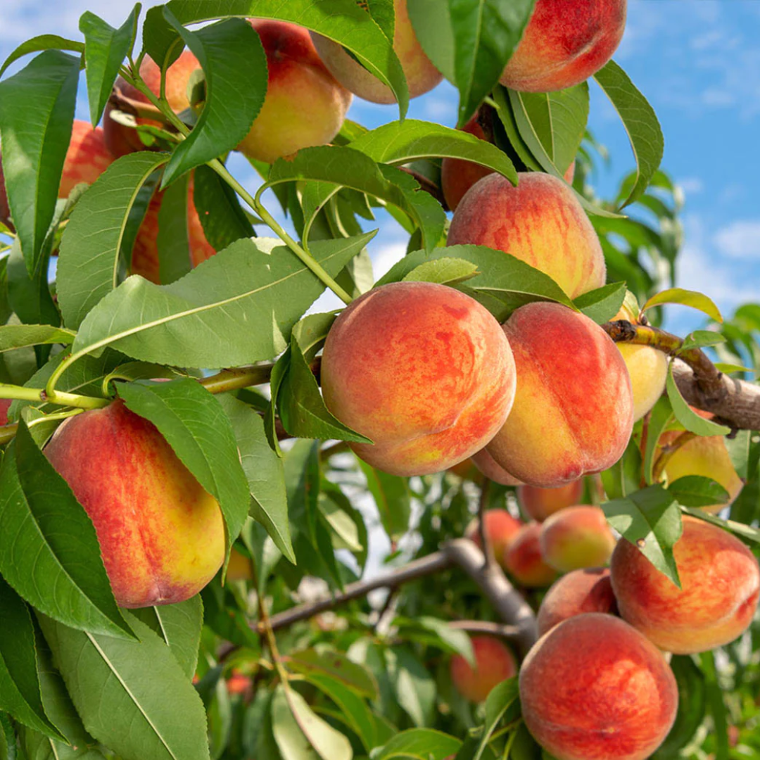 Peach - Reliance - 5 Fruit Seeds