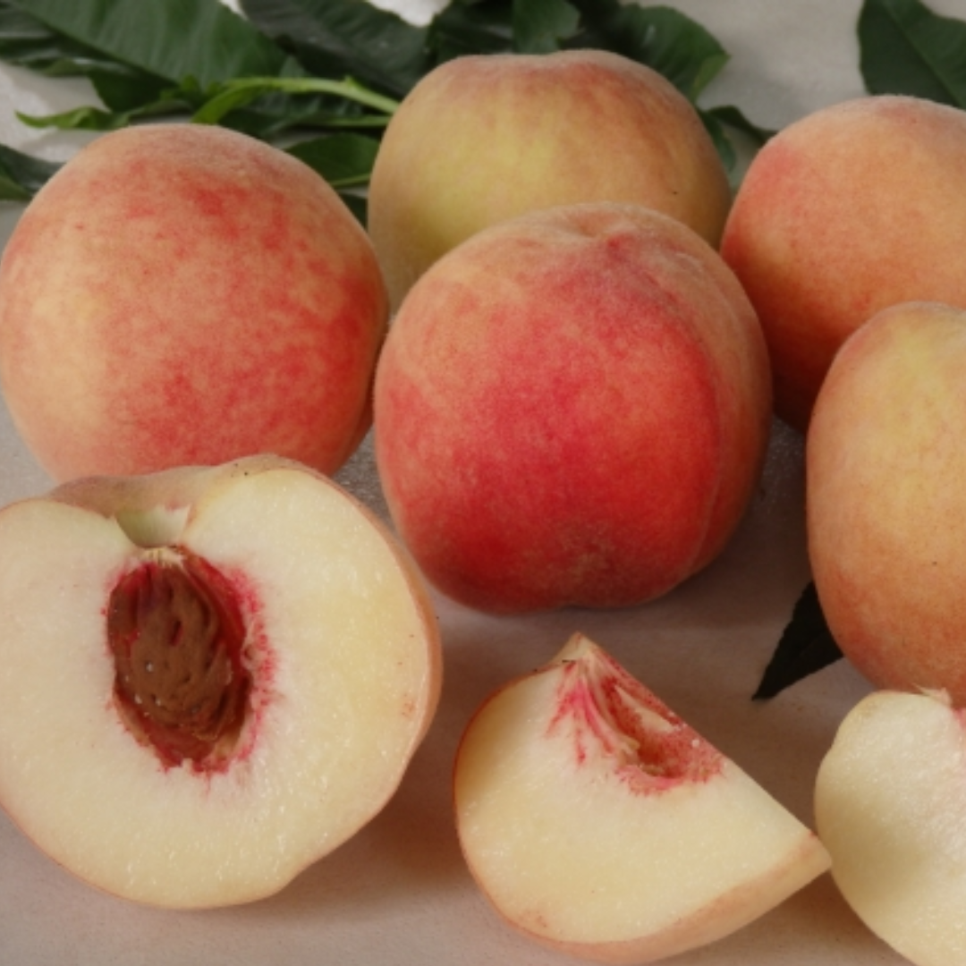 Peach - Tropic Snow - 5 Fruit Seeds