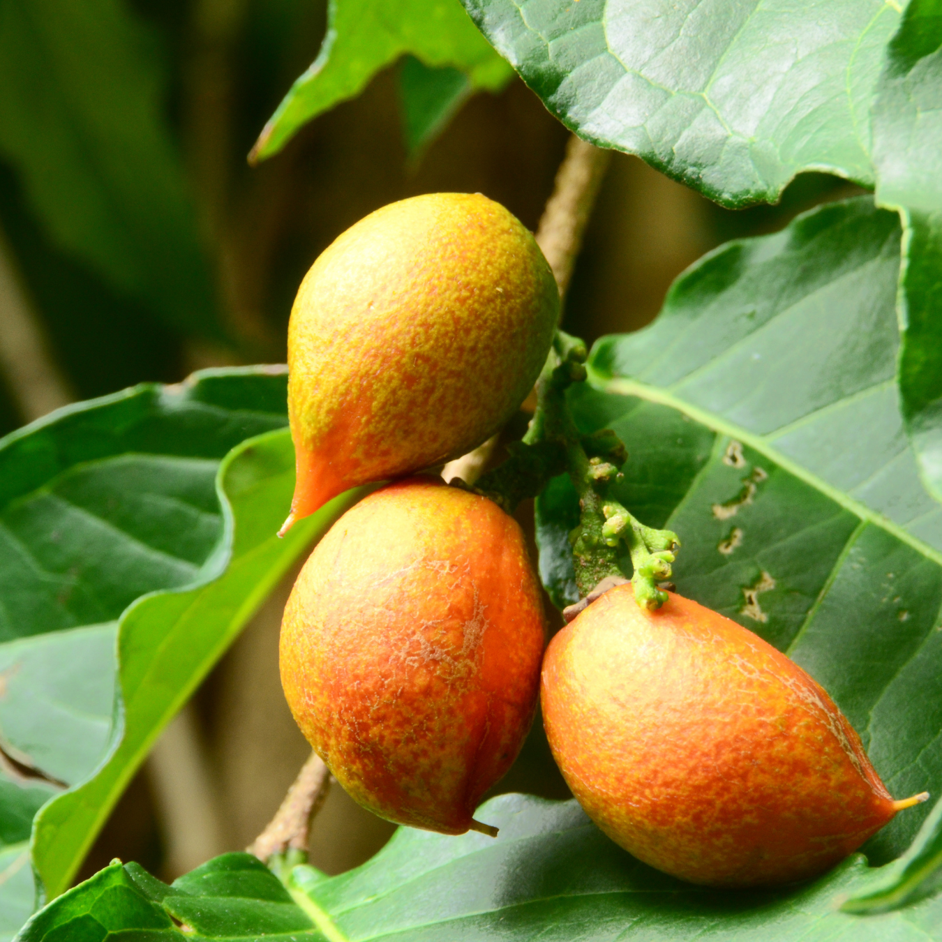 Peanut Butter Tree - Bunchosia glandulifera Fruit Plant