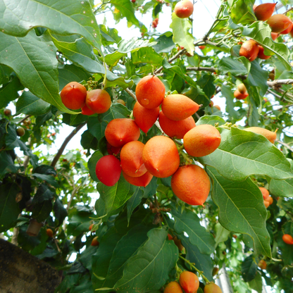 Peanut Butter Tree - Bunchosia glandulifera Fruit Plant