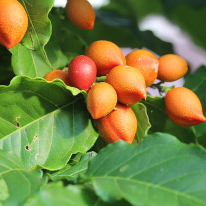 Peanut Butter Tree - Bunchosia glandulifera Fruit Plant