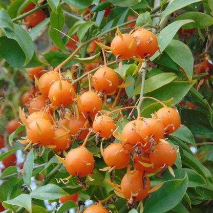 Barbados Gooseberry - Lemon Vine - Pereskia aculeata Fruit Plant