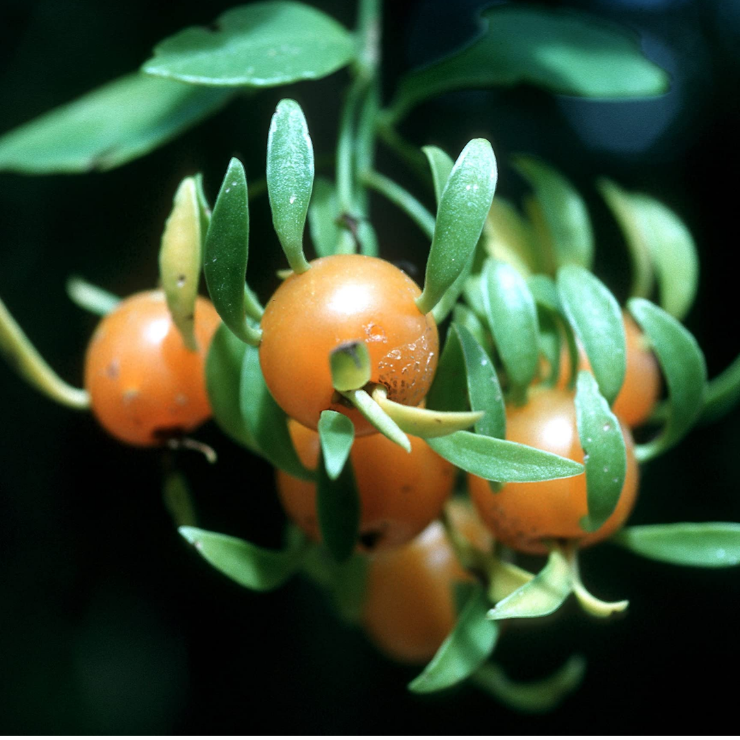 Barbados Gooseberry - Lemon Vine - Pereskia aculeata Fruit Plant