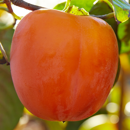 Persimmon - American Persimmon - Diospyros virginiana Fruit Plant