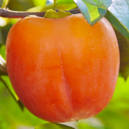 Persimmon - American Persimmon - Diospyros virginiana Fruit Plant