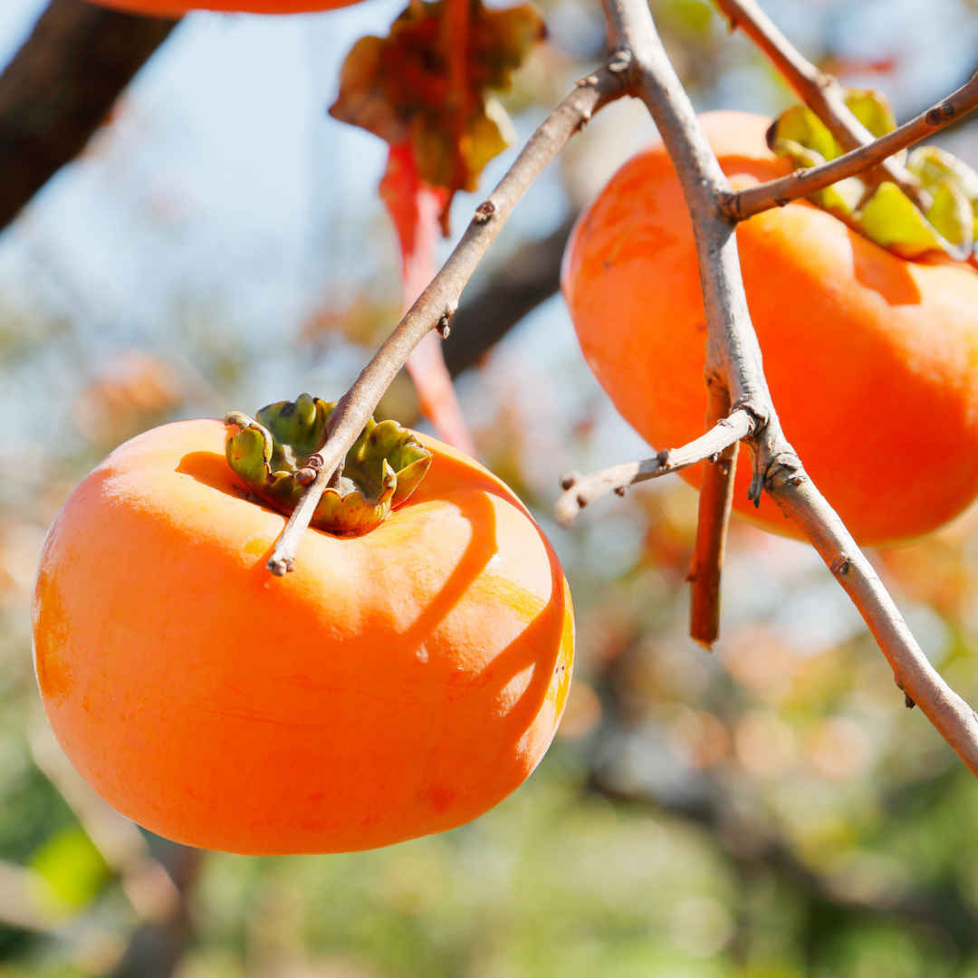 Persimmon - Japanese Persimmon - Diospyros kaki Fruit Plant