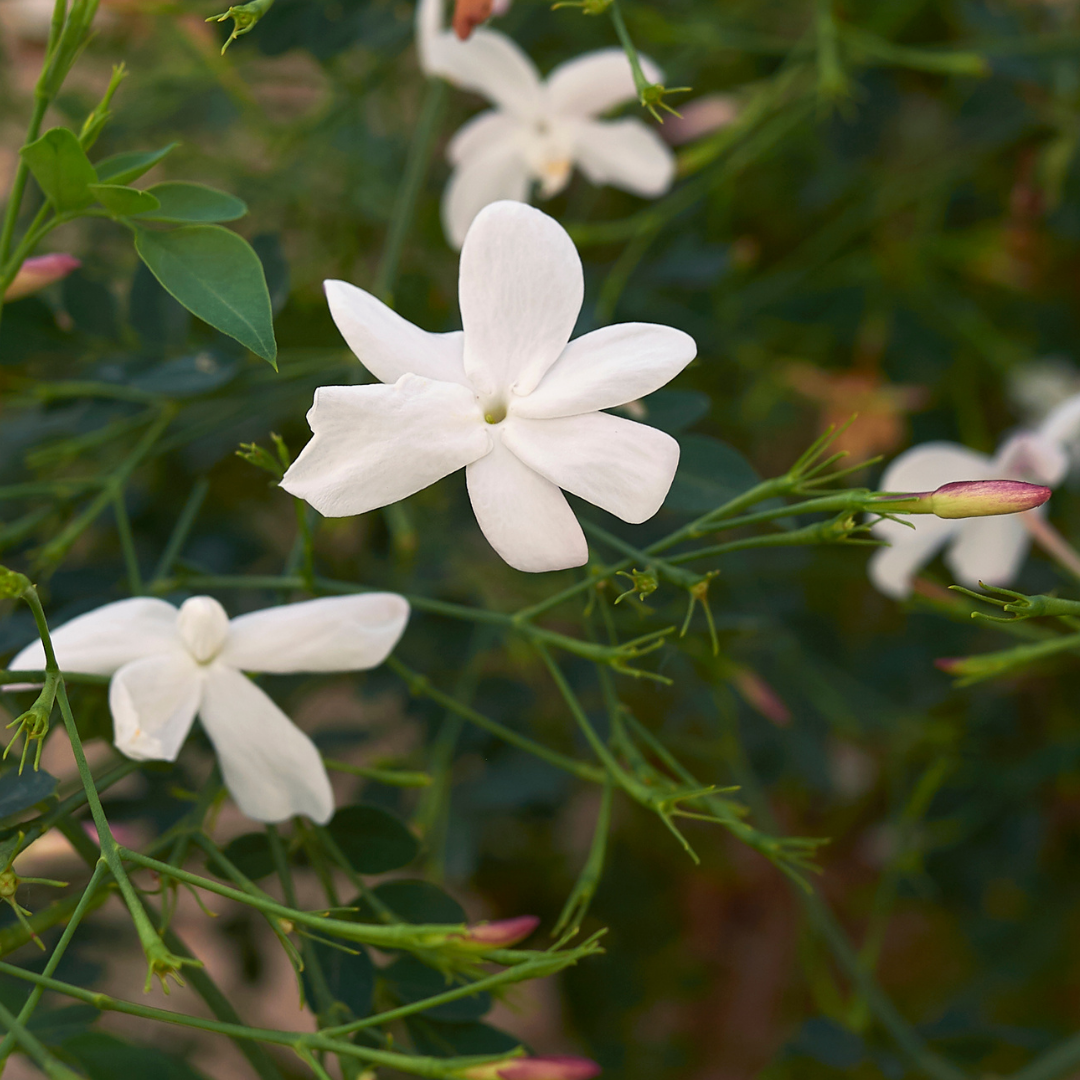 Pichi / Spanish Jasmine - Jasminum grandiflorum Flower Plant