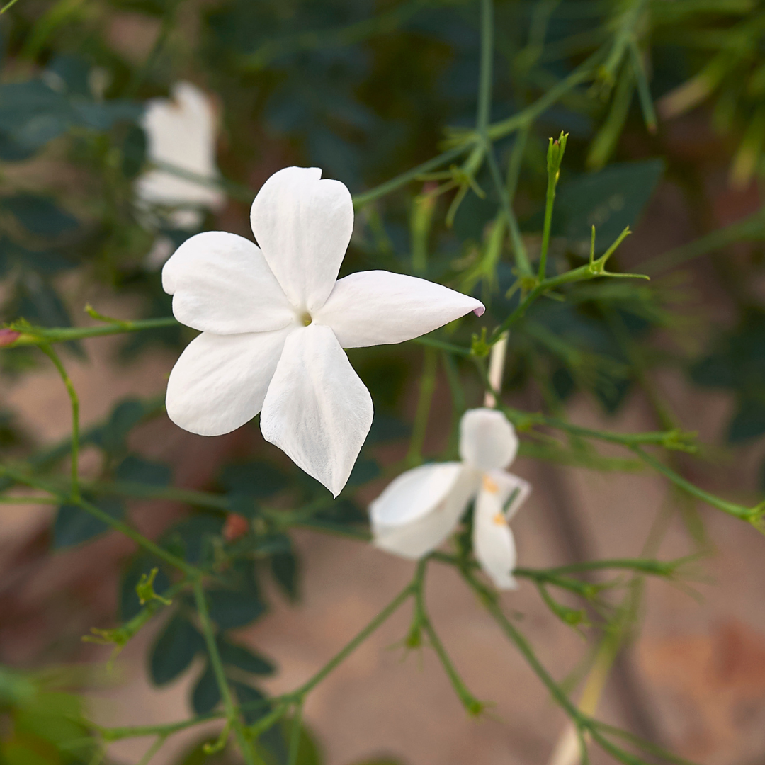 Pichi / Spanish Jasmine - Jasminum grandiflorum Flower Plant