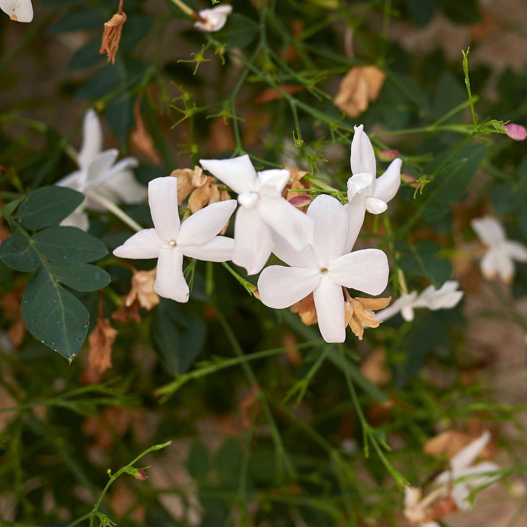 Pichi / Spanish Jasmine - Jasminum grandiflorum Flower Plant